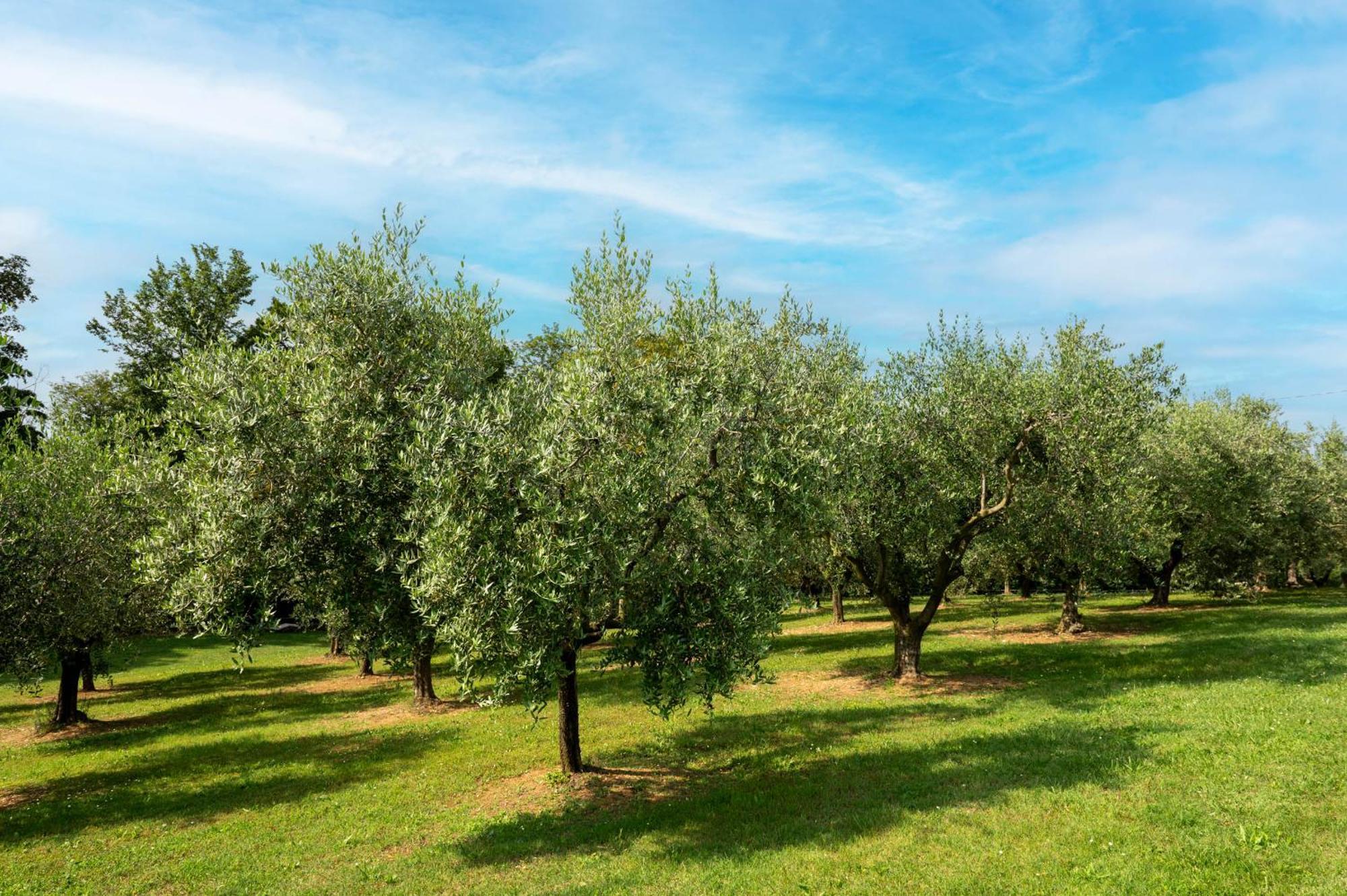 Agriturismo Terre Bianche Teolo المظهر الخارجي الصورة